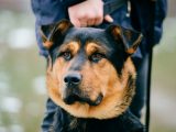 Come scegliere la cuccia per cani più adatta