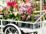 Emblema di bellezza ed eleganza. Cura e manutenzione, qual è il miglior concime per orchidee
