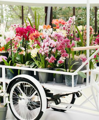 Emblema di bellezza ed eleganza. Cura e manutenzione, qual è il miglior concime per orchidee
