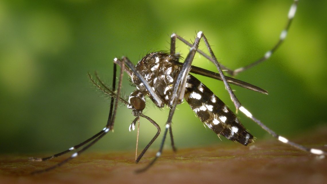 I trucchi anti-zanzare per allontanarle nel modo più efficace