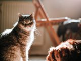 Come curare un animale domestico