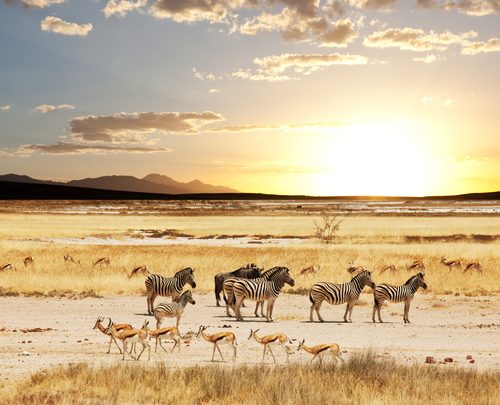 Fare un safari: i migliori luoghi dove andare in Africa