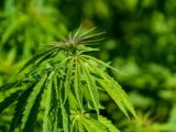 Pesare i pro e i contro: cosa potrebbe significare la legalizzazione della cannabis a livello federale