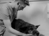 Come prevenire il vomito del tuo cane