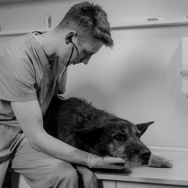 Come prevenire il vomito del tuo cane