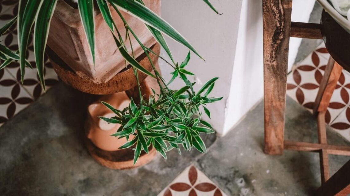 Piante e fiori come scelta consapevole: quando il verde diventa un gesto che dura nel tempo Piante e fiori come scelta consapevole: quando il verde diventa un gesto che dura nel tempo